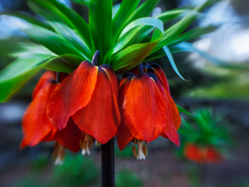 Floral Close-up 2018-2024