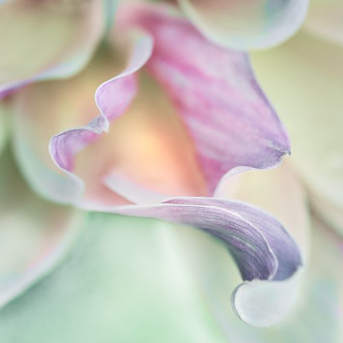 Dahlia: Seeing What I See - 2026